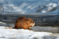 Nutrie - Myocastor coypus - Nutria 3189